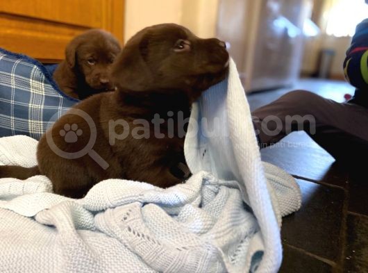 Labrador Yavruları Safkan Irk Ve Sağlık Garantili görsel