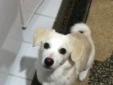 Yavru Terrier