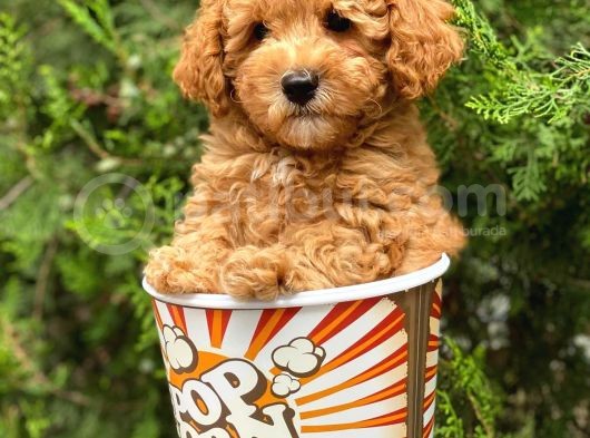 Safkan A Kalite Toy Poodle Yavrularımız