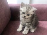 Scottish Straight Ve British Shorthair Minikler Yeni Ailelerini Arıyor