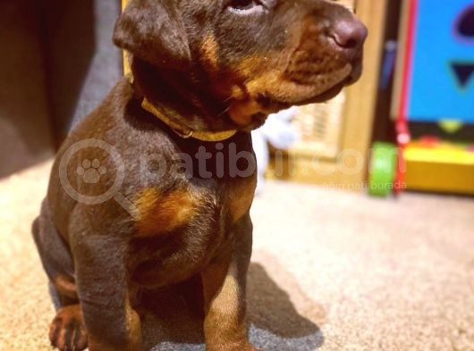 Doberman Yavruları Safkan Irk Ve Sağlık Garantili görsel
