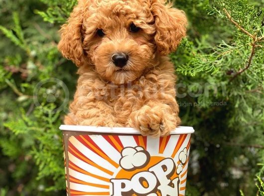 Safkan A Kalite Toy Poodle Yavrularımız görsel