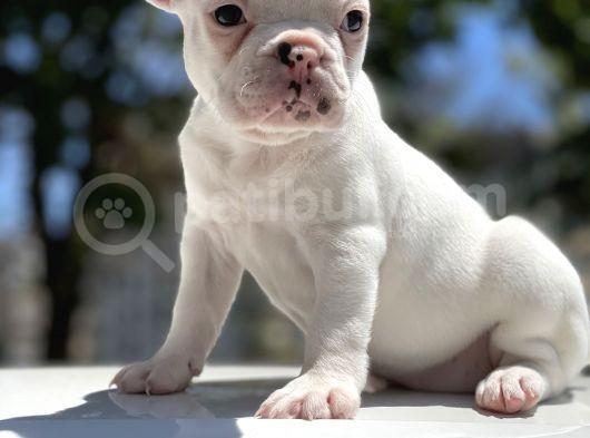 Sağlık Garantili French Bulldog Yavrular görsel
