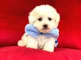 Anne Altından Maltese Terrier