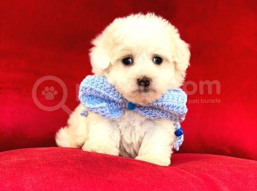 Anne Altından Maltese Terrier görsel