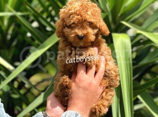 Irk Garantili Red Toy Poodle Erkek Yavrumuz görsel
