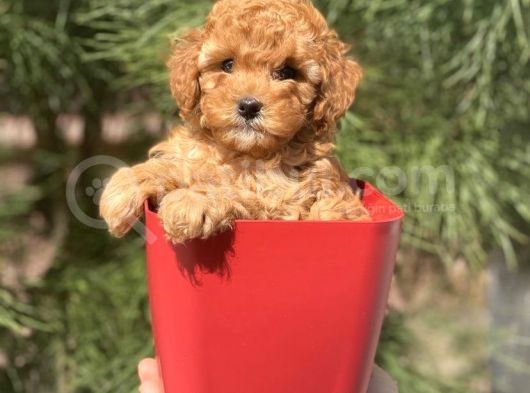 Irkının En İyisi Safkan Toy Poodle Yavrularımız