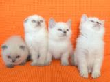 Bursa Scottish Fold Point Dişi Erkek Yavrularımız