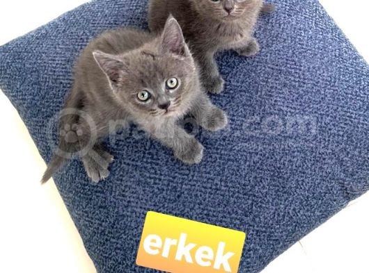 Yol Arkadaşı görsel