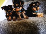 Yorkshire Terrier Yavrularımız Safkan Irk Ve Sağlık Garantili