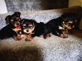 Yorkshire Terrier Yavrularımız Safkan Irk Ve Sağlık Garantili