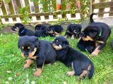 Rottweiler Yavruları Safkan Irk Ve Sağlık Garantili