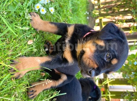 Rottweiler Yavruları Safkan Irk Ve Sağlık Garantili görsel