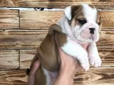 İngiliz Bulldog Yavruları Safkan Irk Ve Sağlık Garantili