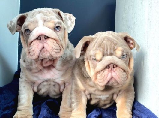 İngiliz Bulldog Yavruları Safkan Irk Ve Sağlık Garantili görsel