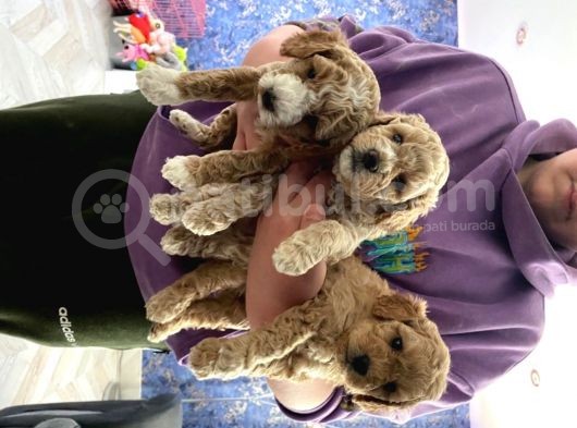Toy Poodle Yavruları Safkan Irk Ve Sağlık Garantili görsel