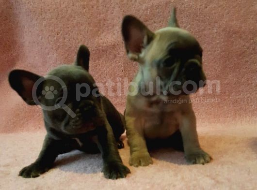 French Bulldog Yavruları Safkan Irk Ve Sağlık Garantili görsel