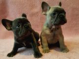 French Bulldog Yavruları Safkan Irk Ve Sağlık Garantili