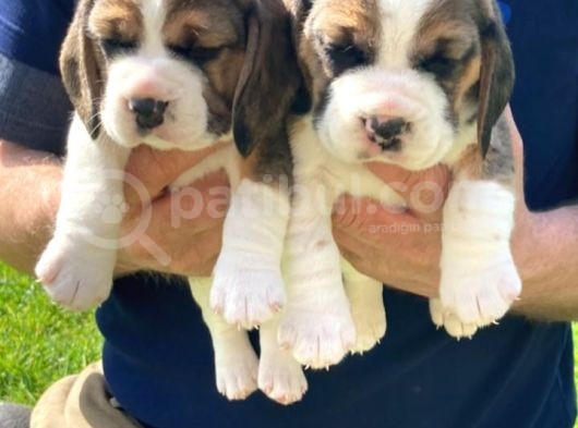 Beagle Yavruları Safkan Irk Ve Sağlık Garantili görsel