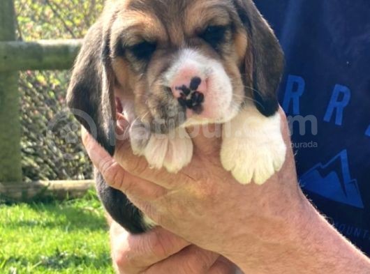 Beagle Yavruları Safkan Irk Ve Sağlık Garantili görsel