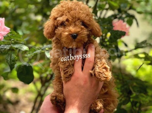 Safkan Red Toy Poodle Erkek Yavrumuz