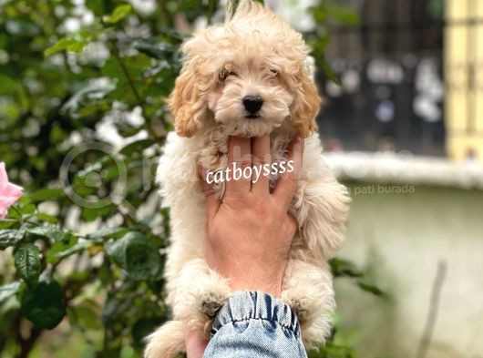 Sevimli Apricot Toy Poodle Erkek Bebeğimiz