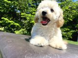 Gülen Surat Toy Poodle Oğlumuz