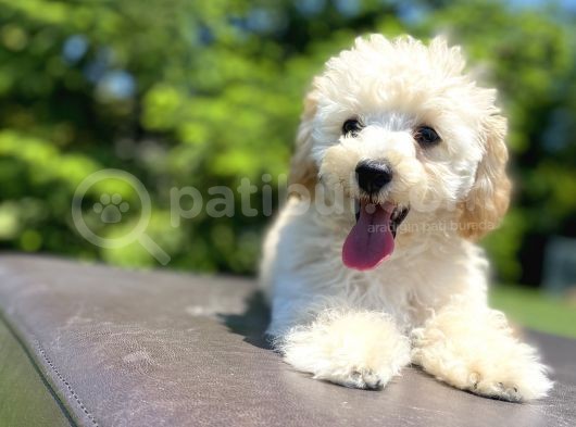 Gülen Surat Toy Poodle Oğlumuz görsel