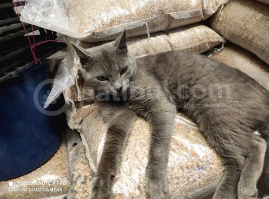 Erkek British Kedi görsel
