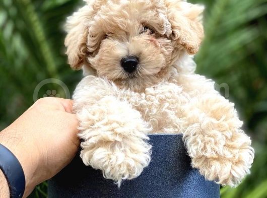 Irkının En İyisi Safkan Toy Poodle Yavrularımız