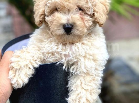 Irk Ve Sağlık Garantili Toy Poodle Yavrularımız görsel