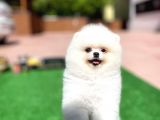 En İyi Kalitedeki Pomeranian Boo Yavrularımızda