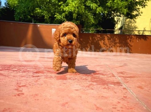 Kalite Garantili Toy Poodle Oğlumuz görsel