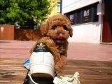 Kalite Garantili Toy Poodle Oğlumuz