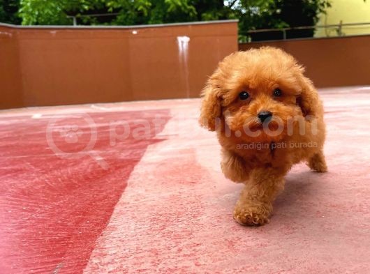 Irk Ve Sağlık Garantili Toy Poodle Erkek Yavrumuz görsel