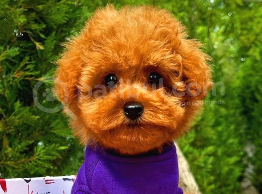 Irk Ve Sağlık Garantili Toy Poodle Erkek Yavrumuz