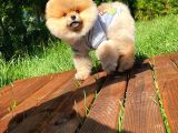 Yarışma Düzeyi̇nde Teddy Face (Ayı Surat) Di̇şi̇ Pomerani̇an Yavrusu