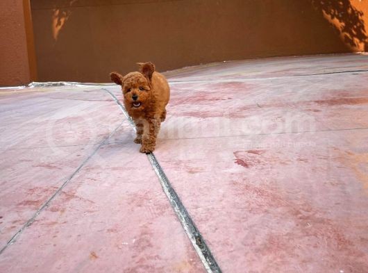 A Plus Kali̇tede Di̇şi̇ 3 Aylık Red Brown Renk Düzeyi̇nde Toy Poodle Yavrusu görsel