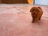 A Plus Kali̇tede Di̇şi̇ 3 Aylık Red Brown Renk Düzeyi̇nde Toy Poodle Yavrusu