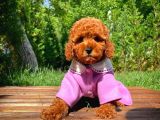 A Plus Kali̇tede Di̇şi̇ 3 Aylık Red Brown Renk Düzeyi̇nde Toy Poodle Yavrusu