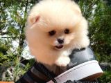 Karbeyazı Pomeranian Boo Yavrularımızdan