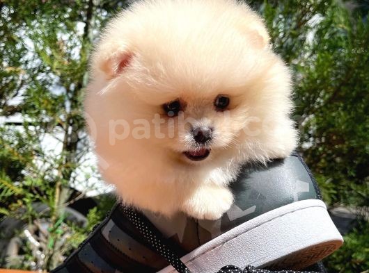 Karbeyazı Pomeranian Boo Yavrularımızdan görsel