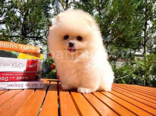 Karbeyazı Pomeranian Boo Yavrularımızdan görsel