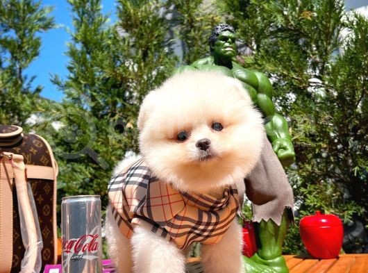 Muhteşem Güzelliği İle Göz Dolduran Erkek Pomeranian Yavrumuz görsel