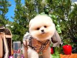 En İyi Kalitedeki Pomeranian Boo Yavrularımızdan