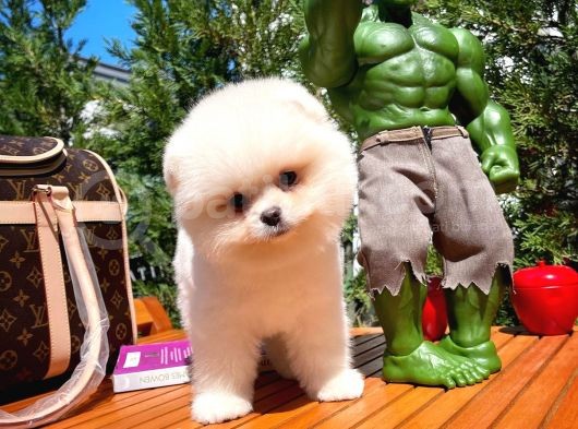 Muhteşem Güzelliği İle Göz Dolduran Erkek Pomeranian Yavrumuz