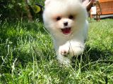 Muhteşem Güzelliği İle Göz Dolduran Erkek Pomeranian Yavrumuz