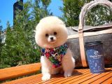 Ender Bulunan Güzelli̇k Yapısına Sahi̇p Di̇şi̇ Pomerani̇an Boo Yavrumuz