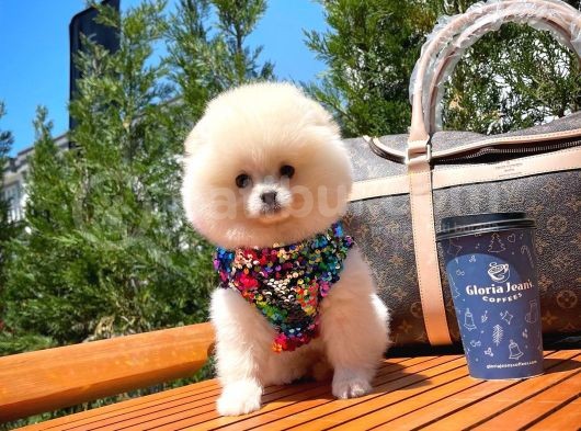 Ender Bulunan Güzelli̇k Yapısına Sahi̇p Di̇şi̇ Pomerani̇an Boo Yavrumuz görsel