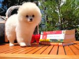 Ender Bulunan Güzelli̇k Yapısına Sahi̇p Di̇şi̇ Pomerani̇an Boo Yavrumuz